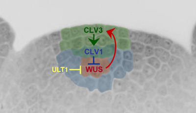 Schematic of genes that regulate stem cell activity in the Arabidopsis shoot apical meristem