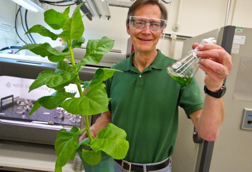 Christer Jansson works with the Lemaux Lab in hopes of creating a new recipe for biofuels.