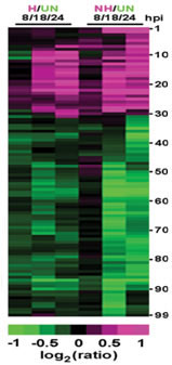 Comparison of the gene expression profiles of Arabidopsis plants inoculated with a host pathogen or a nonhost pathogen.