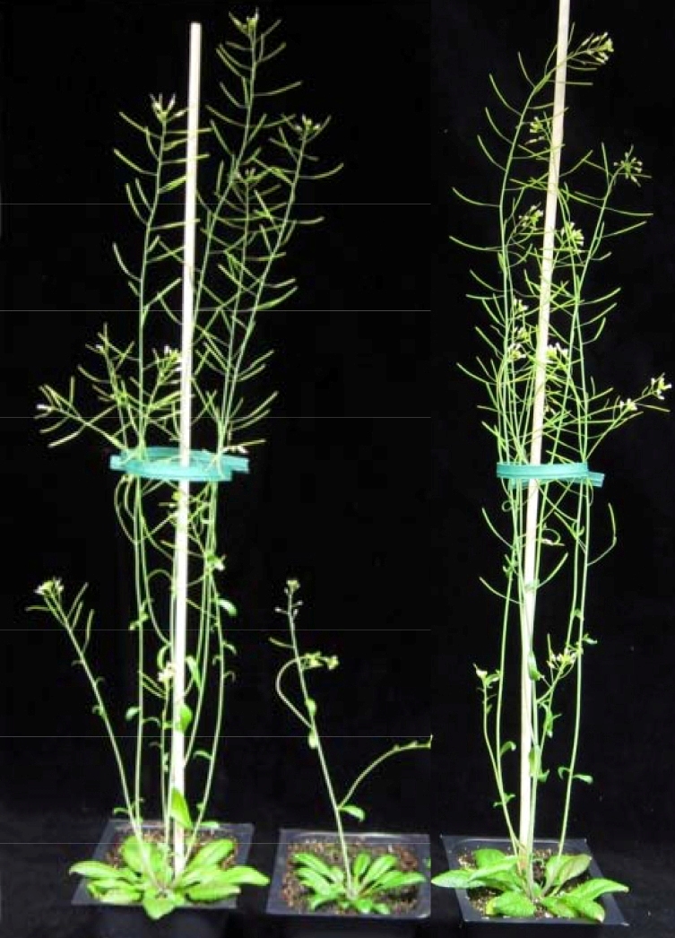 Genetically engineered Arabodopsis 
